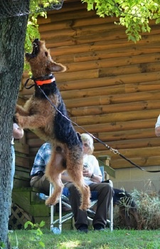 Barkathon_DSC7251.jpg